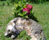 Hauskater Timmy